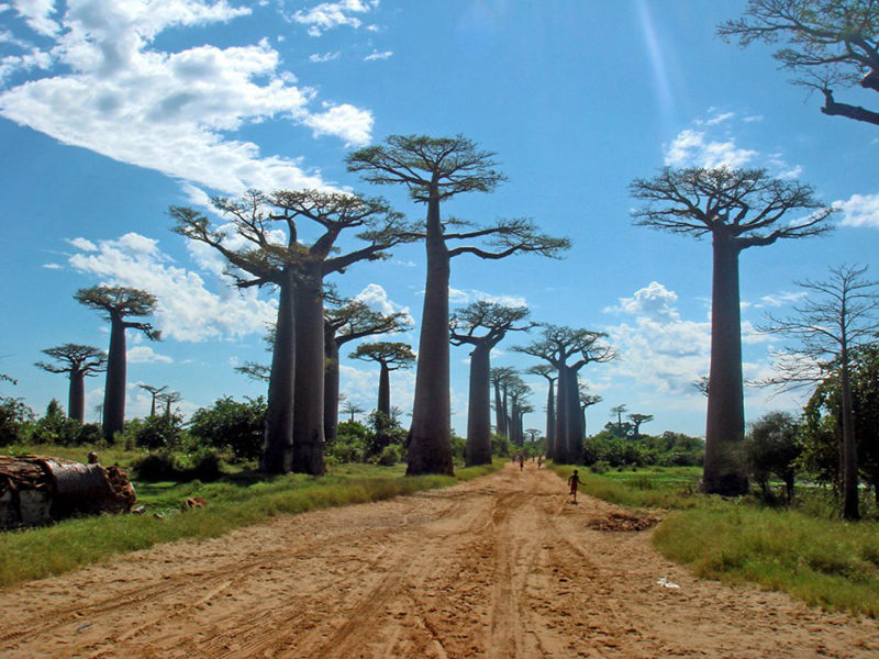 8 unique forests, like those from other planets